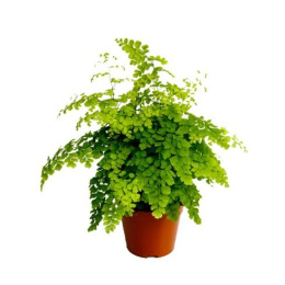 Adiantum raddianum Fragrans