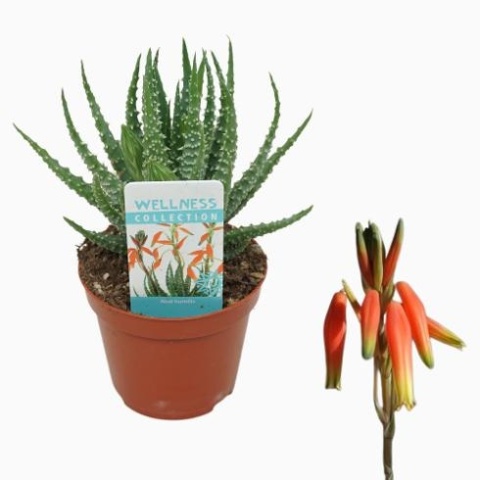 Aloes Humilis Aloes Humilis