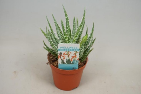 Aloes Humilis Aloes Humilis