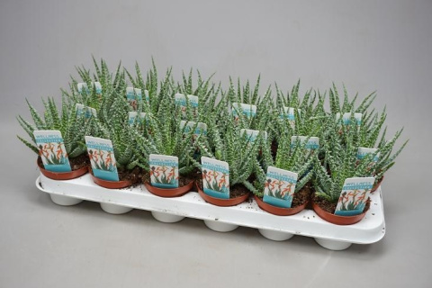 Aloes Humilis Aloes Humilis