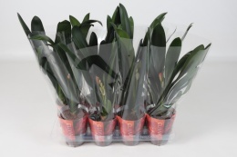 Clivia