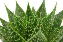 Gasteria Aurora