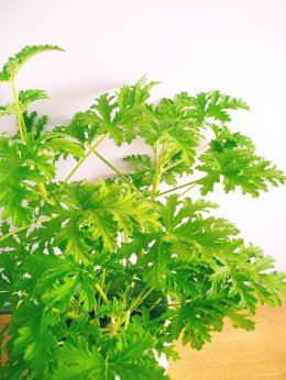 Geranium