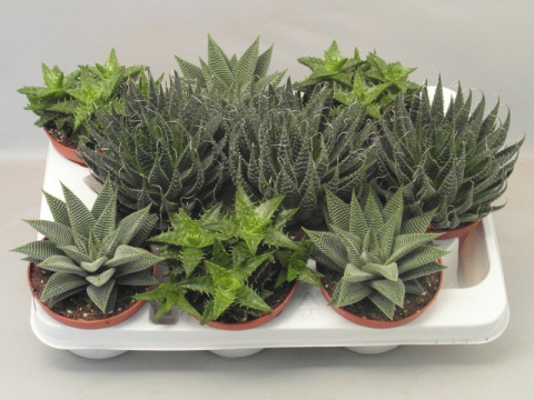 Haworthia mix Haworthia mix