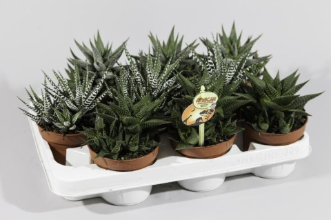 Haworthia mix Haworthia mix