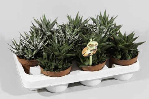 Haworthia mix Haworthia mix