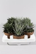 Haworthia mix