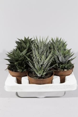 Haworthia mix Haworthia mix