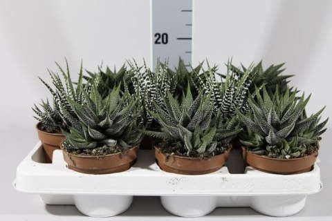 Haworthia mix Haworthia mix