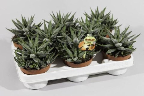 Haworthia mix Haworthia mix