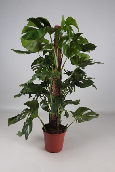 Monstera pal D Monstera pal D