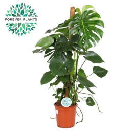 Monstera pal D
