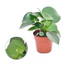 Peperomia Polybotrya