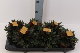 Peperomia