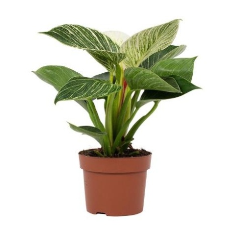 Philodendron White Wave