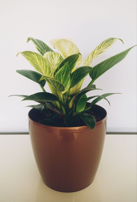Philodendron White Wave