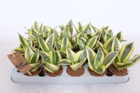 Sansevieria Hahni