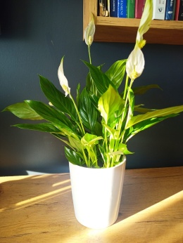 Spathiphyllum