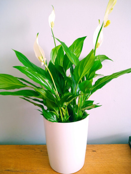 Spathiphyllum