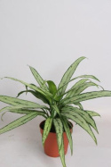 Aglaonema D