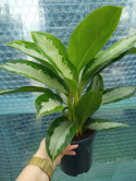 Aglaonema D