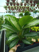 Aglaonema D