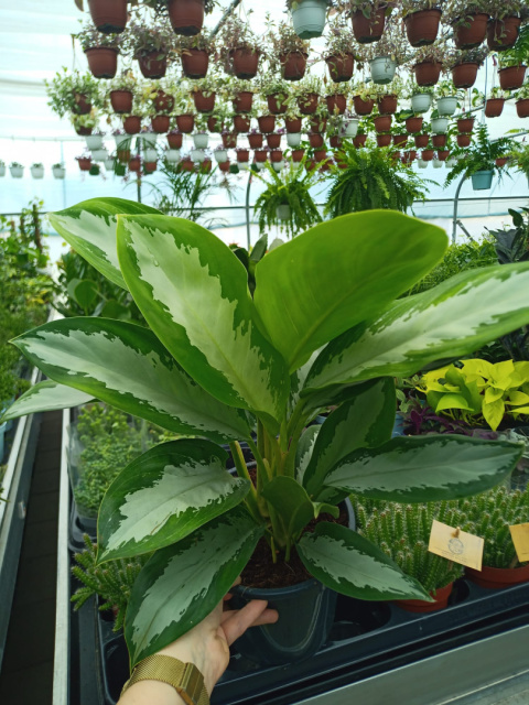 Aglaonema D Aglaonema D