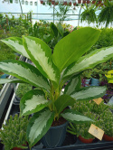 Aglaonema D