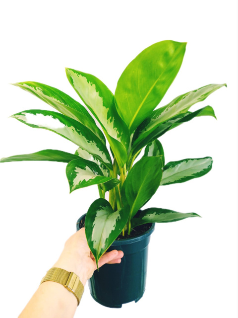 Aglaonema D Aglaonema D