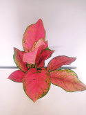 Aglaonema Paradise red