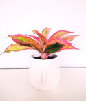 Aglomena mix
