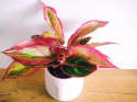 Aglomena mix