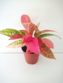 Aglomena mix