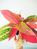 Aglomena mix