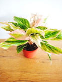 Aglomena mix