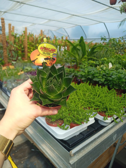 Aloes Cosmo