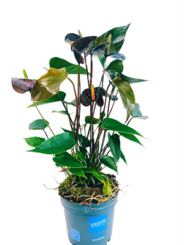 Anthurium and. mix