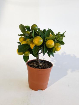 Citrofortunella Calamondin