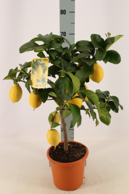Citrofortunella Lemon