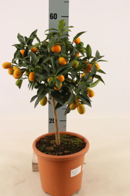 Citrus Kumquat