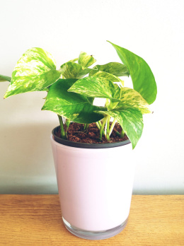 Epipremnum Aureum M