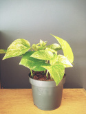 Epipremnum Aureum M