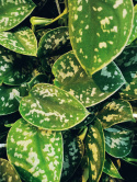 Epipremnum Aureum M