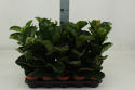 Ficus lyrata m