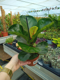 Ficus lyrata m