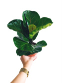 Ficus lyrata m