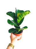 Ficus lyrata m