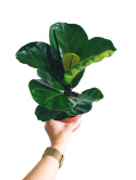 Ficus lyrata m
