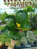 Ficus lyrata m