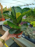 Ficus lyrata m